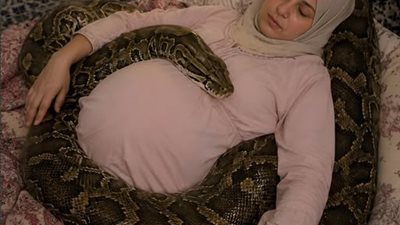 امرأة حامل بجوار أفعاها الأليفة الضخمة كل ليلة